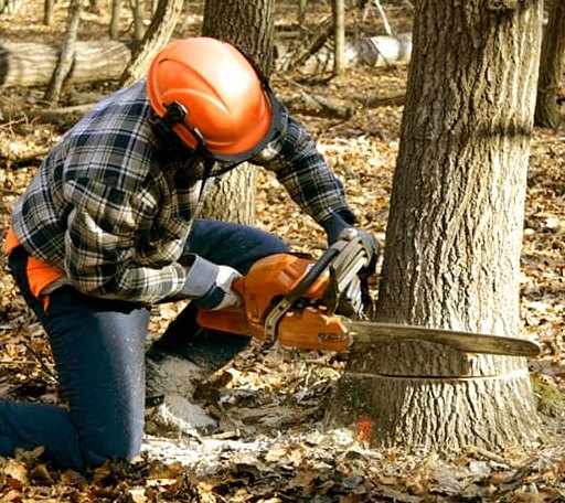 Tree Removal in Edgecomb, ME